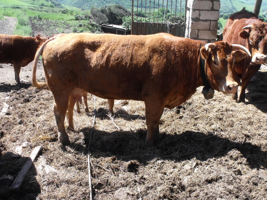 Agriturismo Sa Tanca Noa Tergu Eksteriør bilde